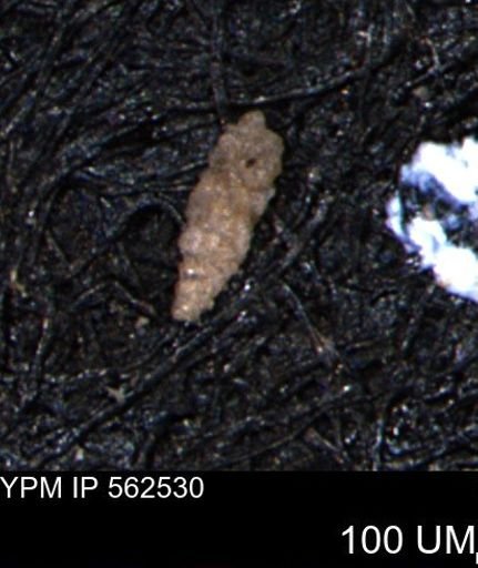 Verneuilina canadensis