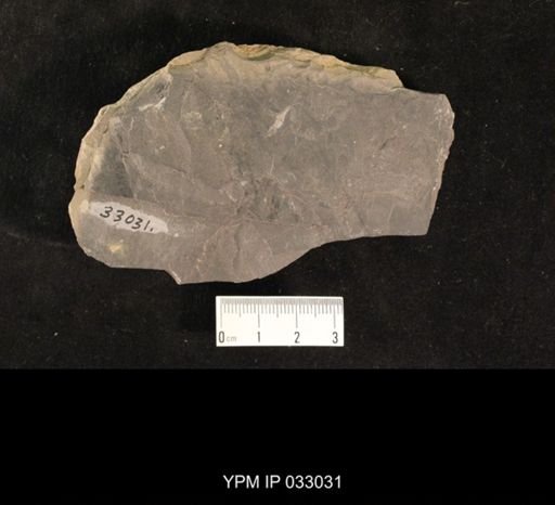 Mormolucoides articulatus