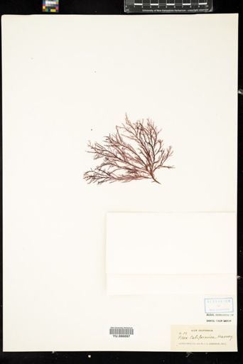 Pikea californica