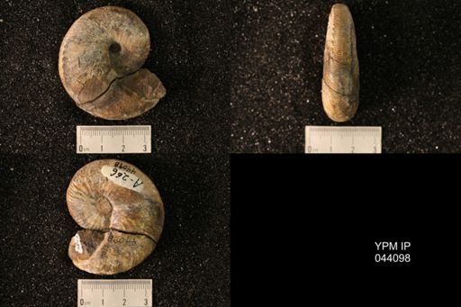 Hoploscaphites nicolletii