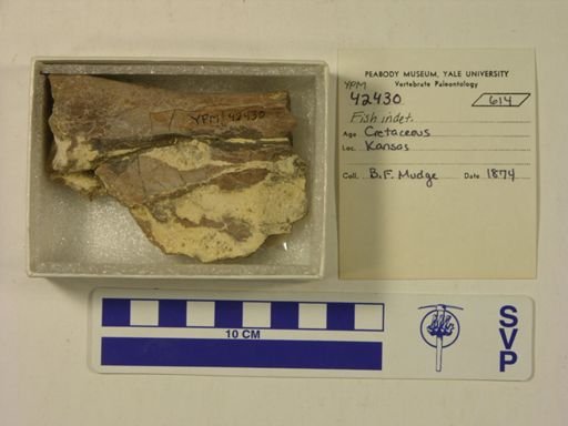 Xiphactinus?