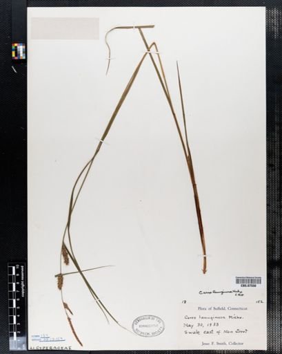 Carex lanuginosa