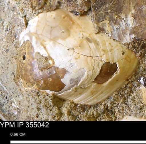 Protocardia?