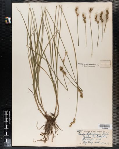 Carex festucacea