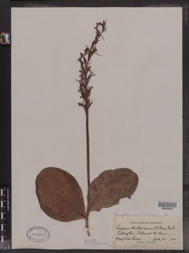Habenaria hookeri