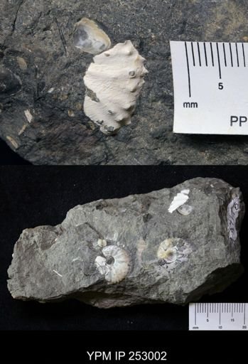 undet. Scaphitidae