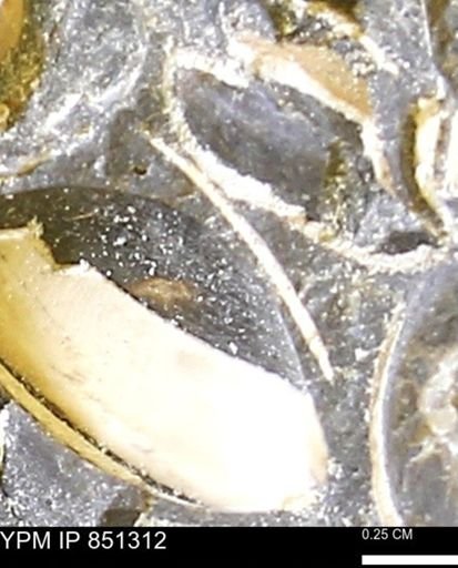 Limopsis striatopunctatus