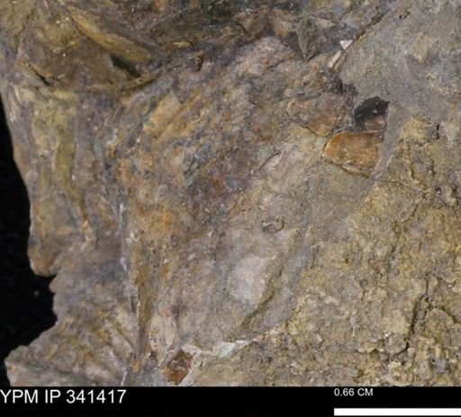 undet. Bivalvia