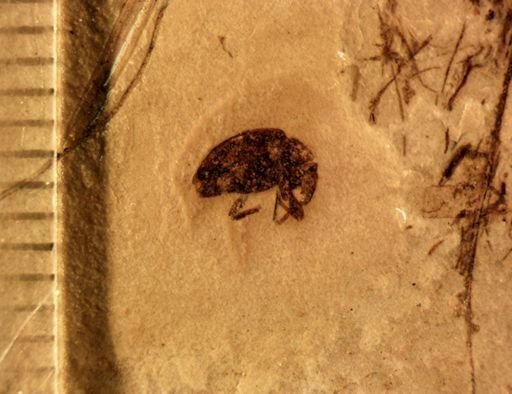 undet. Curculionidae