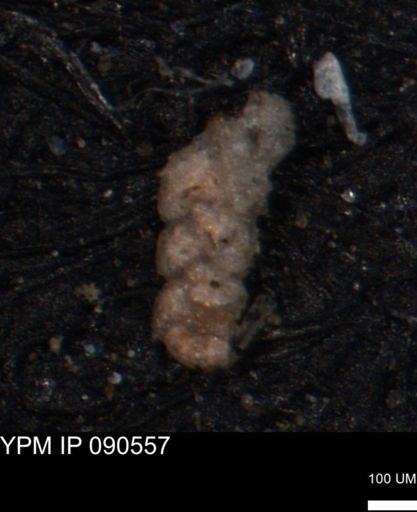 Ammobaculoides phaulus