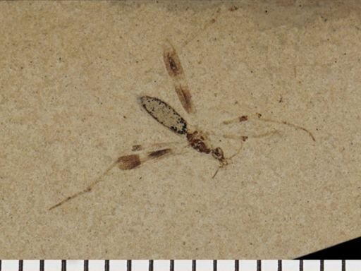 undet. Tipulidae