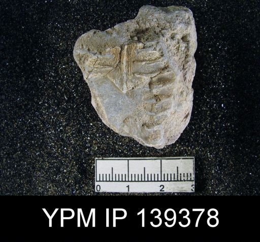 Lyttonia (Leptodus) tenuis