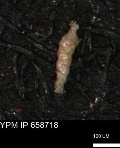 Verneuilinoides kansasensis