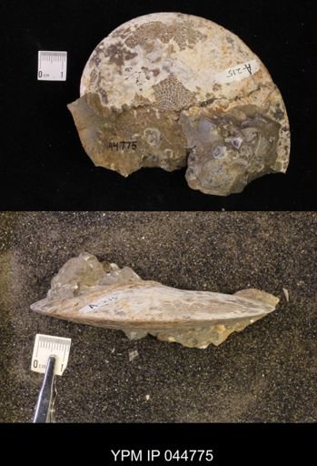 Sphenodiscus lenticularis