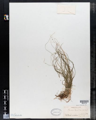 Carex disperma