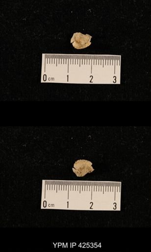 undet. Brachiopoda
