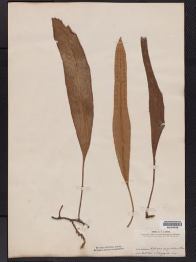 Cyclophorus