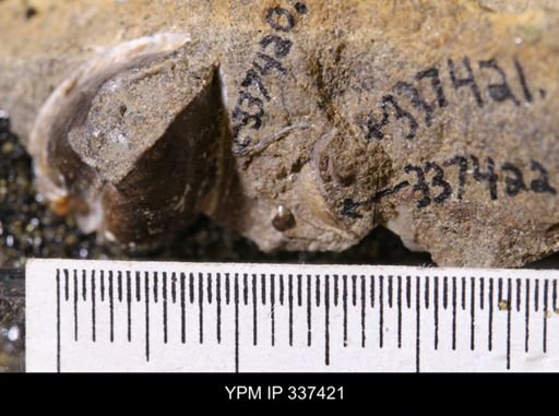 undet. Bivalvia