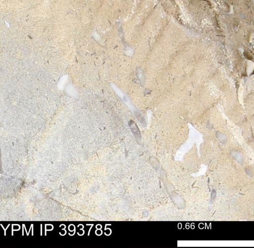 undet. Serpulidae