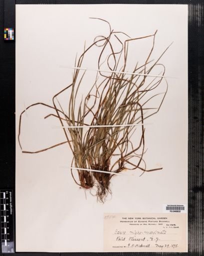 Carex nigromarginata