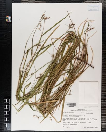 Scleria