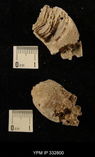 Nautiloidea?