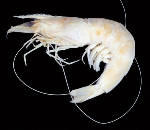Farfantepenaeus aztecus