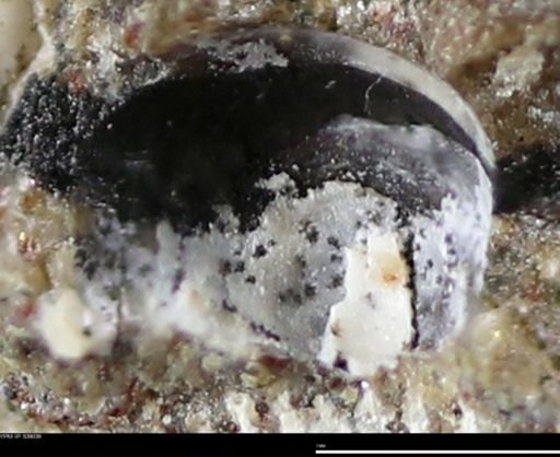 Corbulamella gregaria