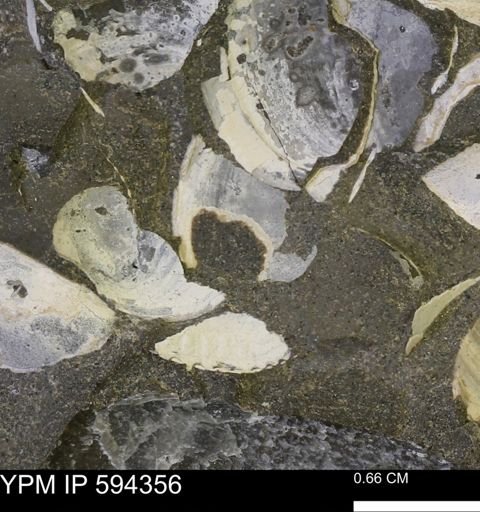 Protocardia sp.