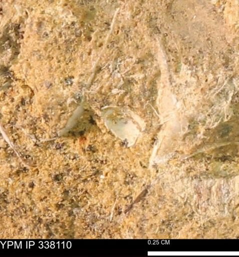 undet. Bivalvia