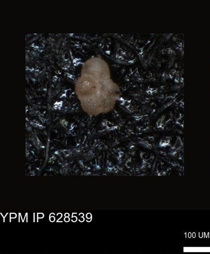 undet. Foraminiferida