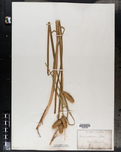 Carex retrorsa
