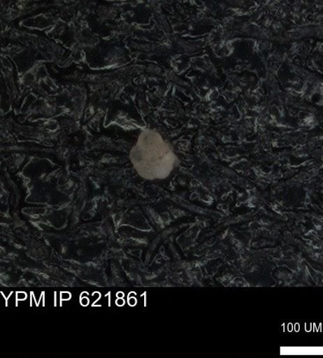 undet. Foraminiferida