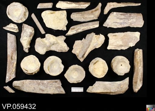 undet. Ichthyodectidae