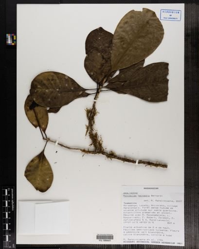 Plantae