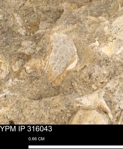undet. Mollusca