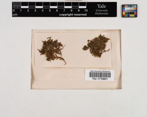 Plantae