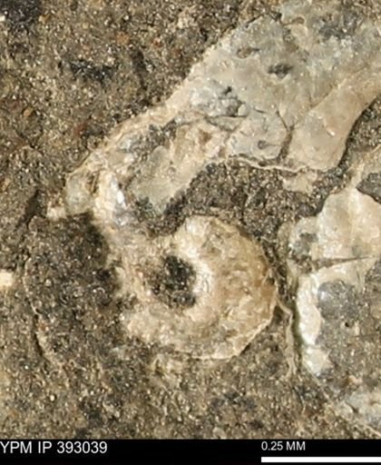 Scaphites sp.