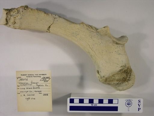Teleoceras fossiger