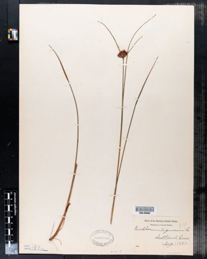 Eriophorum virginicum