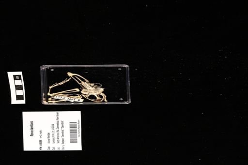 Rana clamitans