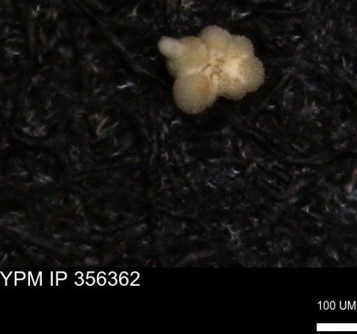 undet. Foraminiferida