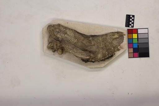 Caenopus tridactylus