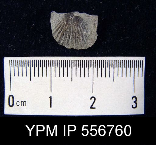 Glyptorthis sp.