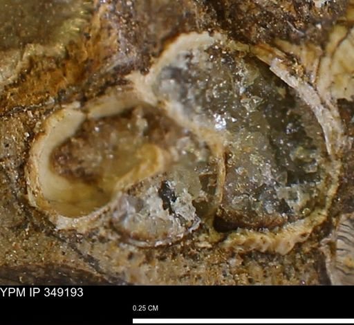 undet. Gastropoda