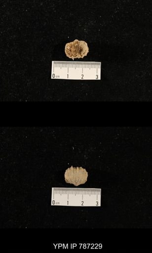 undet. Brachiopoda