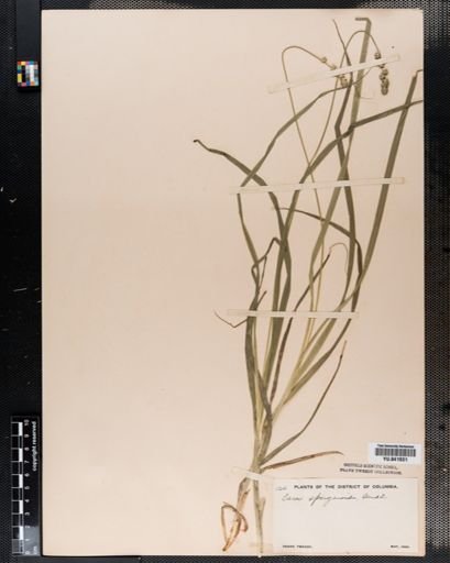 Carex sparganioides
