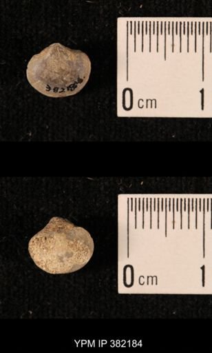 Ambocoelia planoconvexa