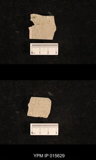 Chelopterum peregrinum