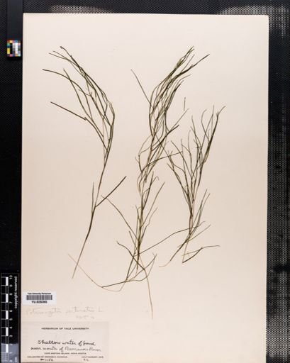 Potamogeton pectinatus